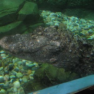 Chinese alligator (Alligator sinensis)