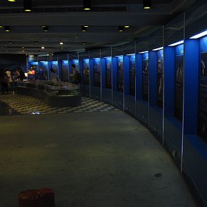 SOS Save Our Sharks exhibit area