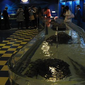 SOS Save Our Sharks exhibit area