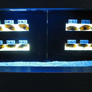 SOS Save Our Sharks exhibit area