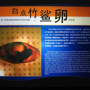 SOS Save Our Sharks exhibit area