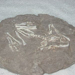 fossil Chinese frog (Callobatrachus sanyanensis)