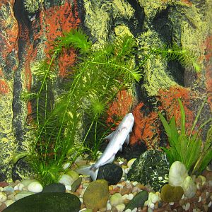 whale candiru (Cetopsis coecutiens)