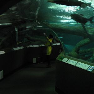 walk-through tank for big South American fish
