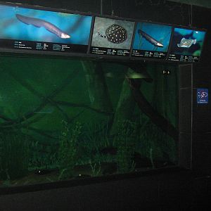 tank for electric eels (Electrophorus electricus)