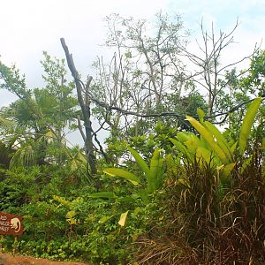 Amazon River Quest - Red Howler Monkey exhibit