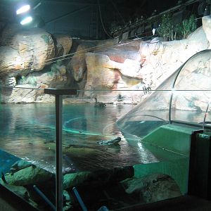 main Australian tank