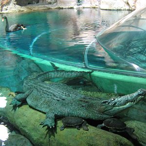 main Australian tank