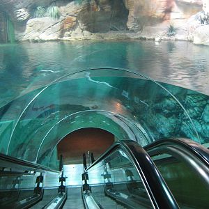 main Australian tank