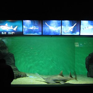 freshwater sawfish (Pristis microdon)