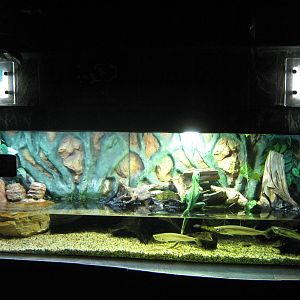 Chinese water dragon (Physignathus cocincinus)