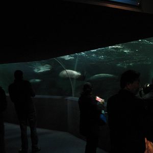 tank for spotted seals (Phoca largha)