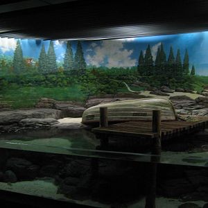 tank for horseshoe crab