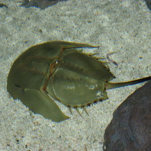 horseshoe crab