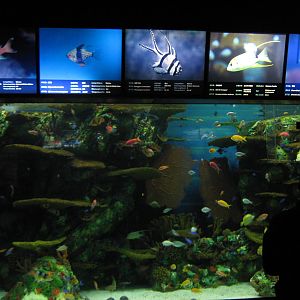 tropical marine tank