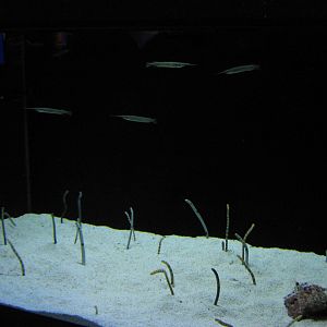 tank for lanternfish and garden eels