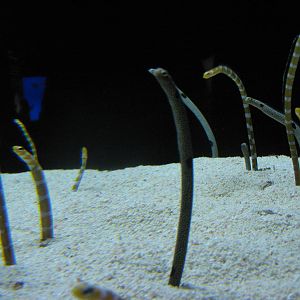 garden eels (Heterocongrinae)