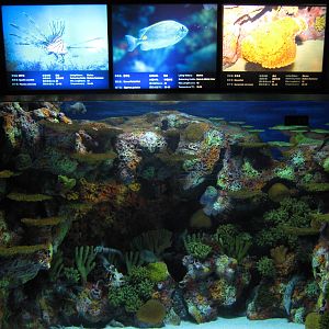 tropical marine tank