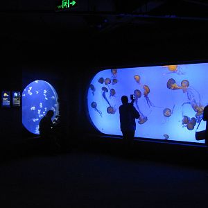 jellyfish room