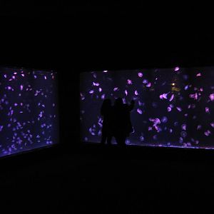 jellyfish room