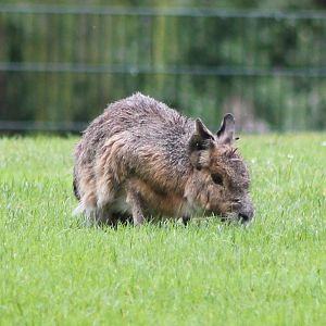 Patagonian cay or Patagonian mara