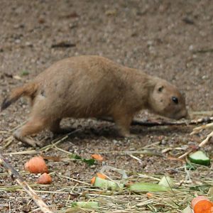 Prairiedog