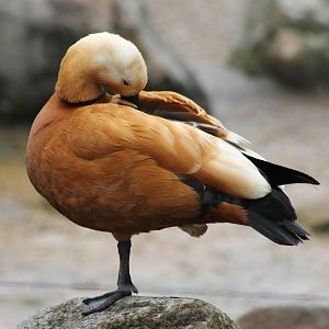 Ruddy shelduck
