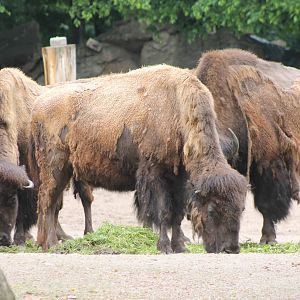 American bison