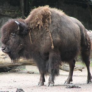 American bison