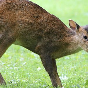 Muntjac