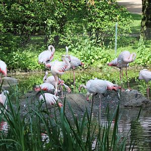 Flamingo breeding colony