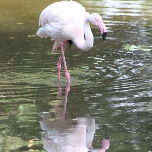 Flamingo