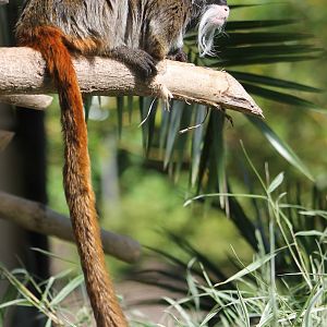 Emperor tamarin