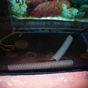 Ribbon eels, May 2013.