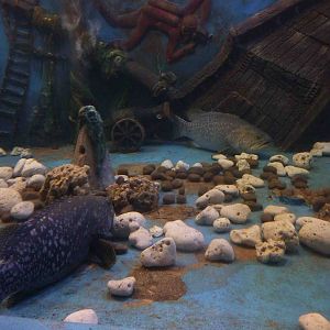 Large groupers, May 2013.