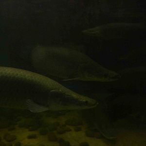 Arapaimas, May 2013.