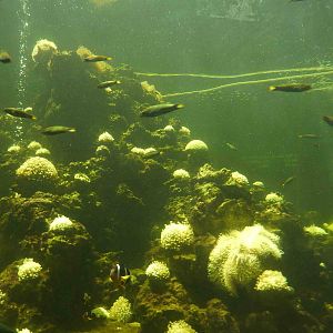 Central coral reef tank, May 2013.