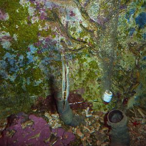 Lonely shrimpfish, May 2013.