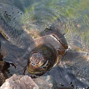 Green turtle, May 2013.