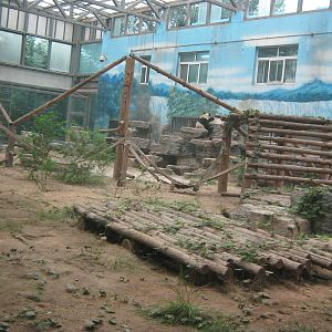 one of the giant panda indoor enclosures