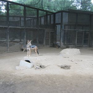 black-backed jackals (Canis mesomelas)