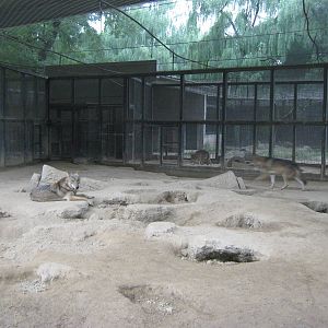 grey wolves (Canis lupus)