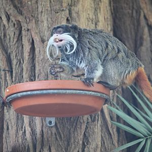 Emperor tamarin