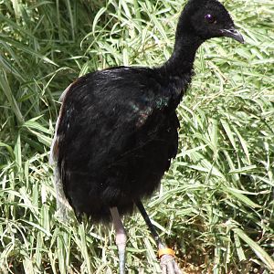 Grey-winged trumpeter