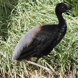 Grey-winged trumpeter