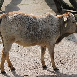 Dwarf zebu youngster