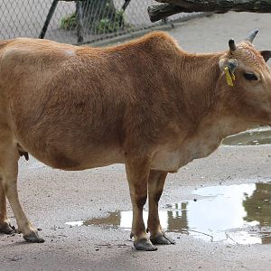 Dwarf zebu