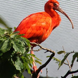 Scarlet ibis