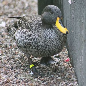 Yellow-billed duck