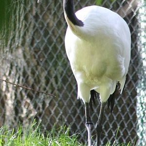 Red-crowned crane